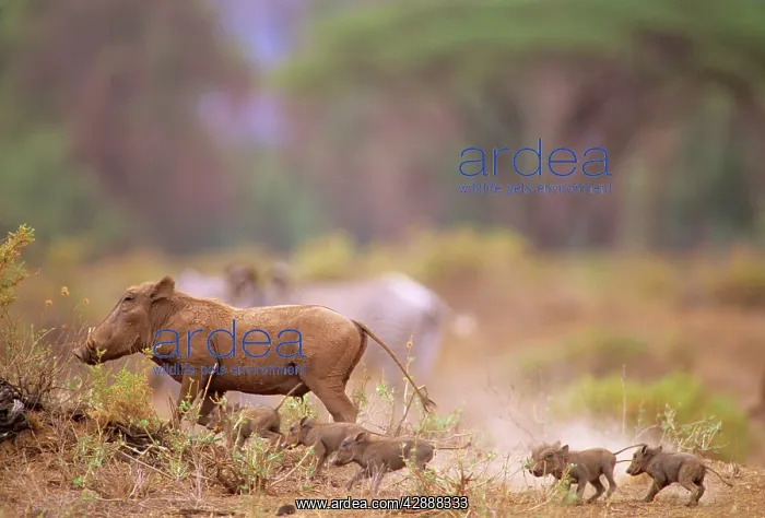  : Warthog - with young