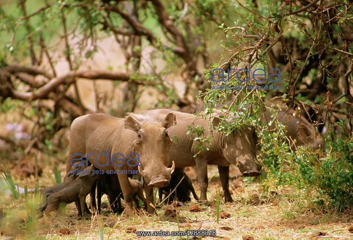  : Warthog - with young feeding
