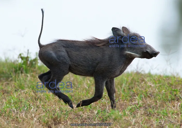 : Warthog - young running : Warthog - young running