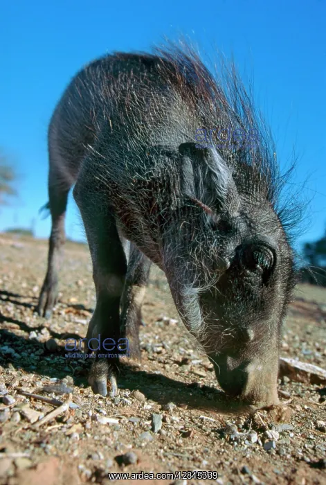 : Warthog - Young warthog foraging for tubas : Warthog - Young warthog foraging for tubas