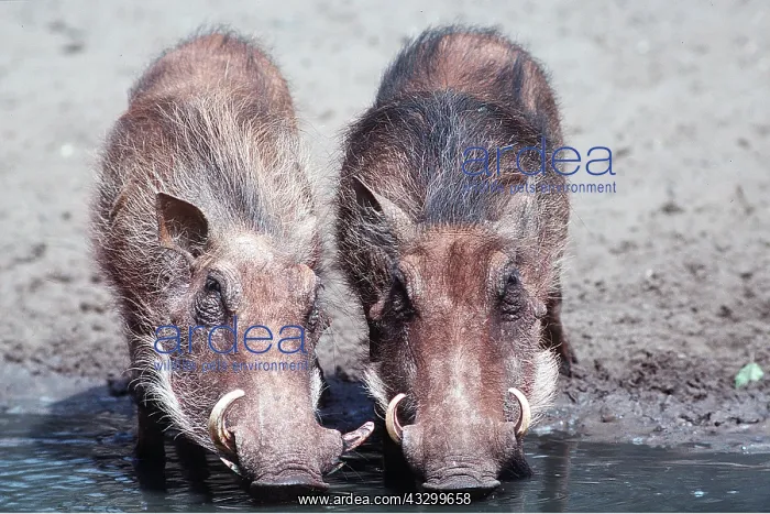 : WARTHOGS - drinking, stained Red from rolling in soil : WARTHOGS - drinking, stained Red from rolling in soil