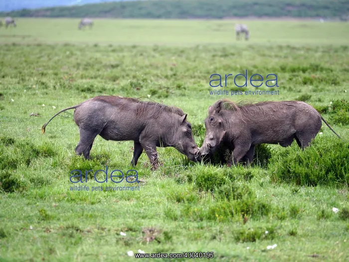 : Warthogs in the Masai Mara, Kenya, Africa Warthogs : Warthogs in the Masai Mara, Kenya, Africa Warthogs