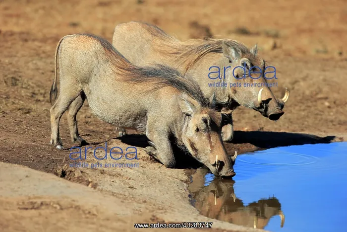 : Two warthogs (Phacochoerus aethiopicus), adult : Two warthogs (Phacochoerus aethiopicus), adult