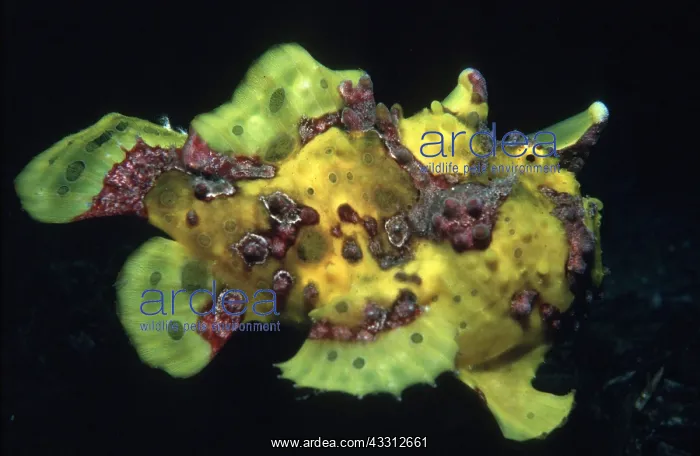 : WARTY FROG FISH - mimics using lures : WARTY FROG FISH - mimics using lures