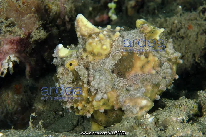 : Warty Frogfish : Warty Frogfish