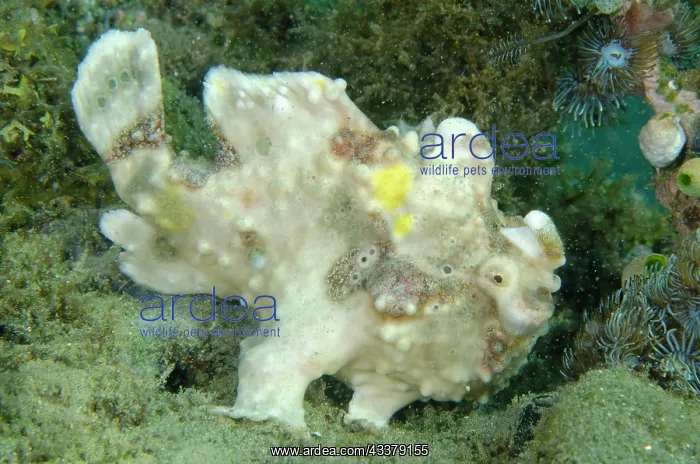 : Warty Frogfish : Warty Frogfish