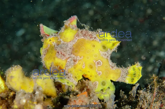 : Warty Frogfish : Warty Frogfish