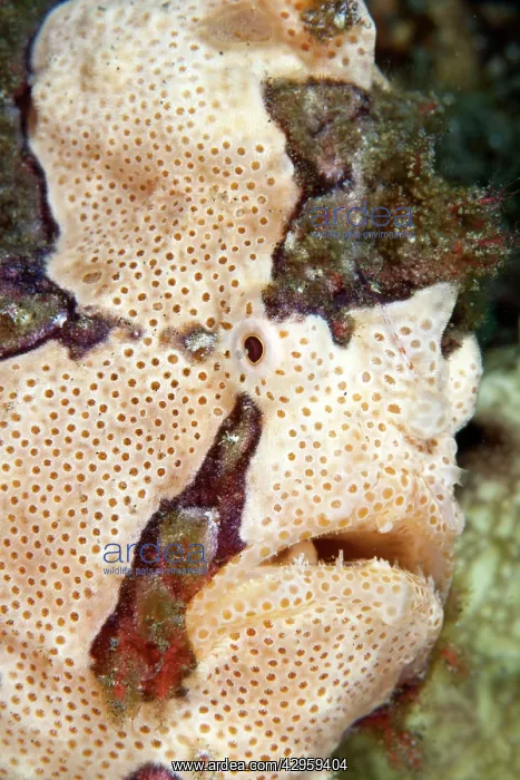 : Warty Frogfish / Clown Frogfish : Warty Frogfish / Clown Frogfish