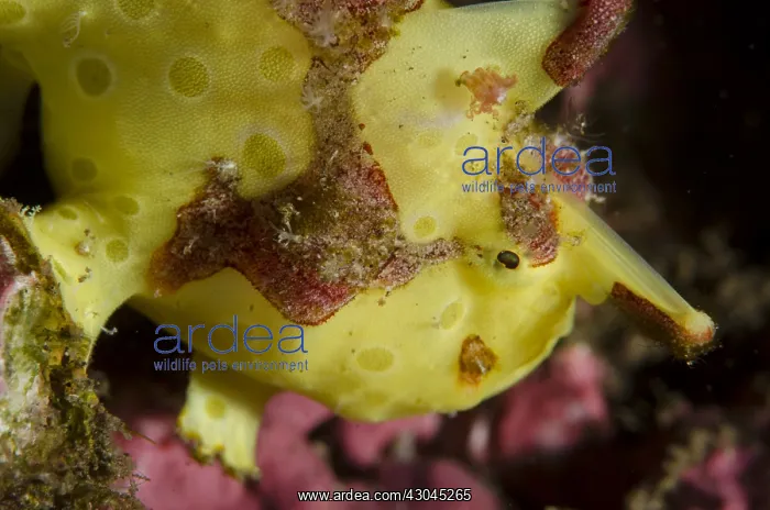: Warty Frogfish - Dropoff dive site, Seraya, Bali, Indonesia : Warty Frogfish - Dropoff dive site, Seraya, Bali, Indonesia