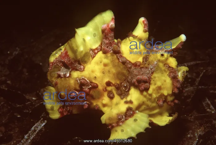 : WARTY FROGFISH - mimics using lures : WARTY FROGFISH - mimics using lures