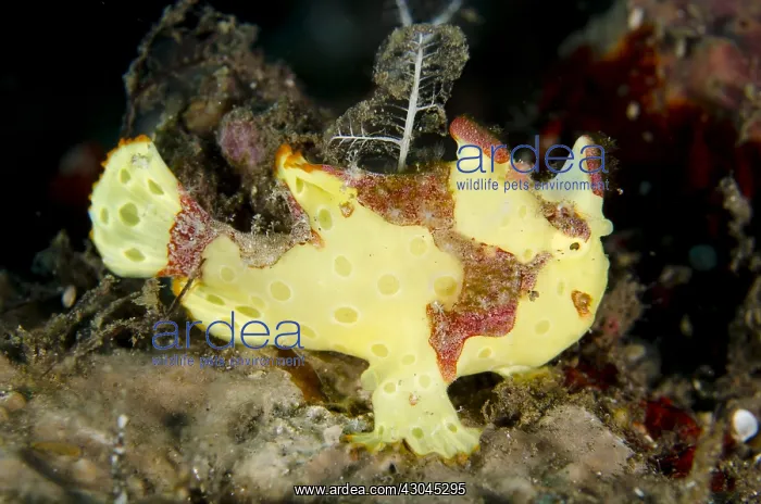 : Warty Frogfish - Segara dive site, Seraya, Bali, Indonesia : Warty Frogfish - Segara dive site, Seraya, Bali, Indonesia