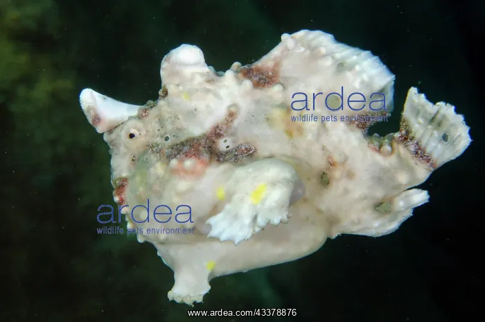 : Warty Frogfish swimming : Warty Frogfish swimming