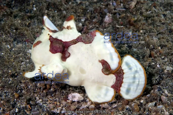  : Warty Frogfish walking on black sand