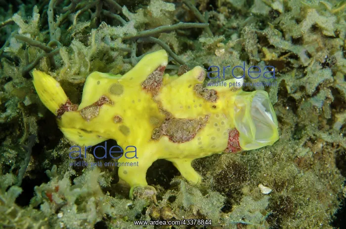 : Warty Frogfish yawning : Warty Frogfish yawning