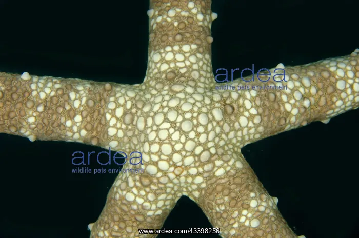 : Warty Mesh Sea Star : Warty Mesh Sea Star