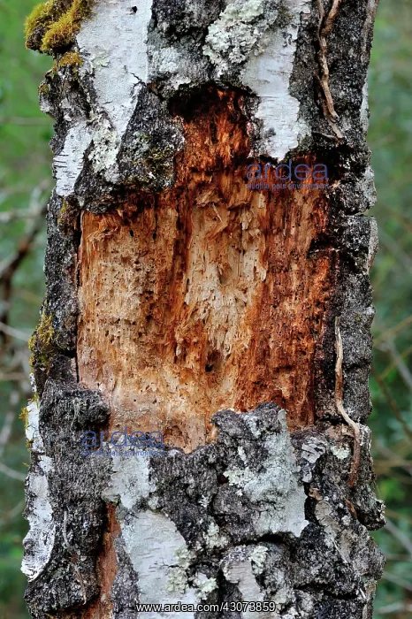 : Warty old Birch trunk attacked by a Black Woodpecker : Warty old Birch trunk attacked by a Black Woodpecker