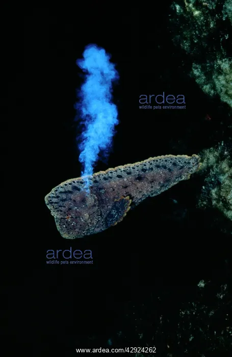 : Warty PROWFISH - defence action : Warty PROWFISH - defence action