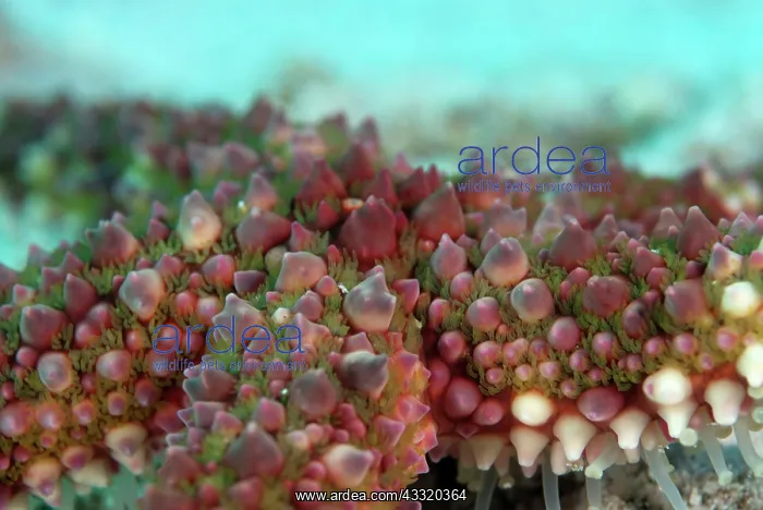 : Warty Sea Star : Warty Sea Star