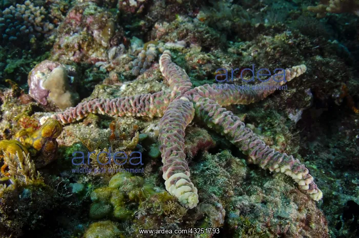: Warty Sea Star - The Cove dive site, Atauro Island : Warty Sea Star - The Cove dive site, Atauro Island