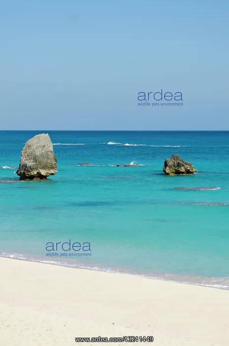 : Warwick Long Bay, Jobson's Cove Beach, Bermuda : Warwick Long Bay, Jobson's Cove Beach, Bermuda