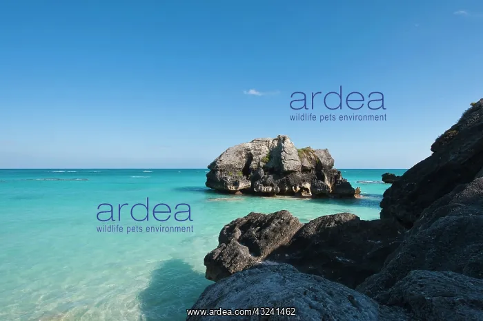 : Warwick Long Bay, Jobson's Cove Beach, Bermuda : Warwick Long Bay, Jobson's Cove Beach, Bermuda