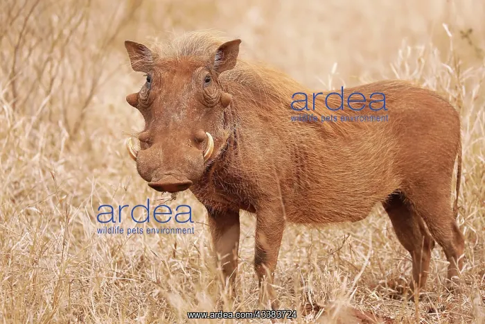 : Warzenschwein im Kruger Nationalpark, rot durch den Sand, S : Warzenschwein im Kruger Nationalpark, rot durch den Sand, S