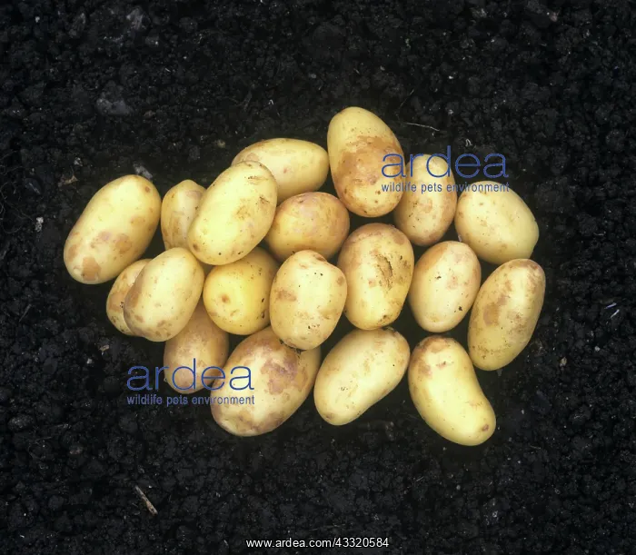 : Washed potato crop : Washed potato crop