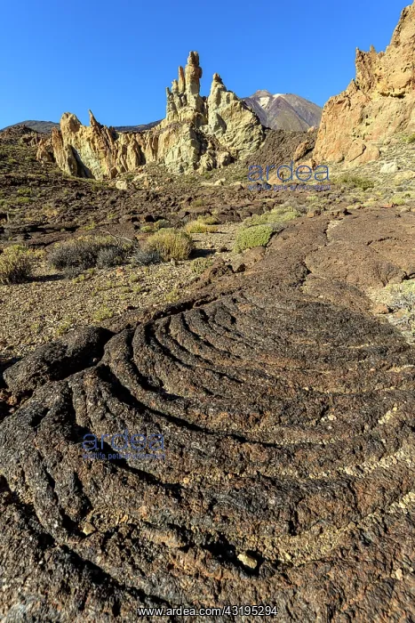 : Washed strings in the caldera of las Canadas del : Washed strings in the caldera of las Canadas del