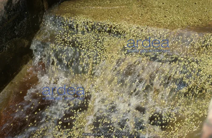 : Washing and Grading Coffee : Washing and Grading Coffee