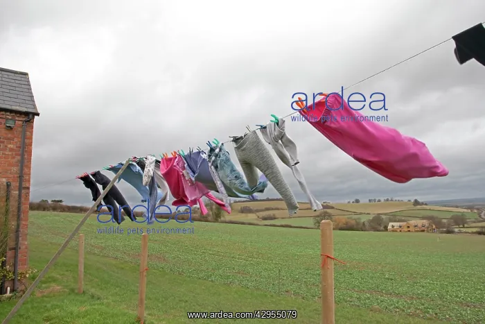: Washing line of clothes blowing in high wind : Washing line of clothes blowing in high wind
