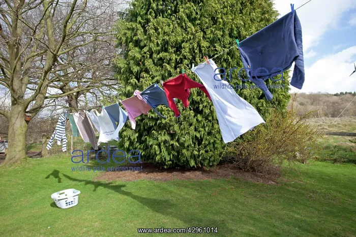 : Washing line with clothes drying in the wind : Washing line with clothes drying in the wind