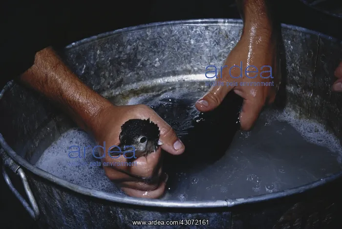 : Washing an Oiled Bird : Washing an Oiled Bird