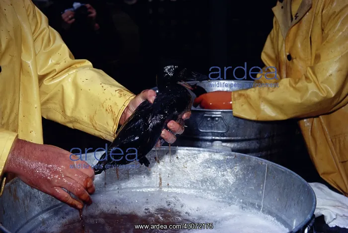 : Washing an Oiled Bird : Washing an Oiled Bird