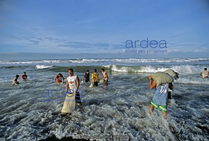 : Washing Olive Ridley Turtle eggs : Washing Olive Ridley Turtle eggs