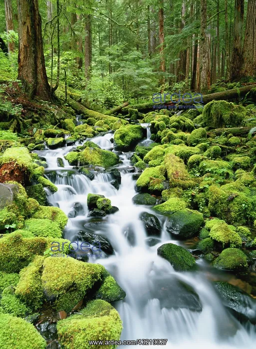 : Washington, Olympic National Park, View : Washington, Olympic National Park, View