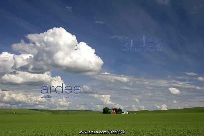 : Washington Pea Farm : Washington Pea Farm