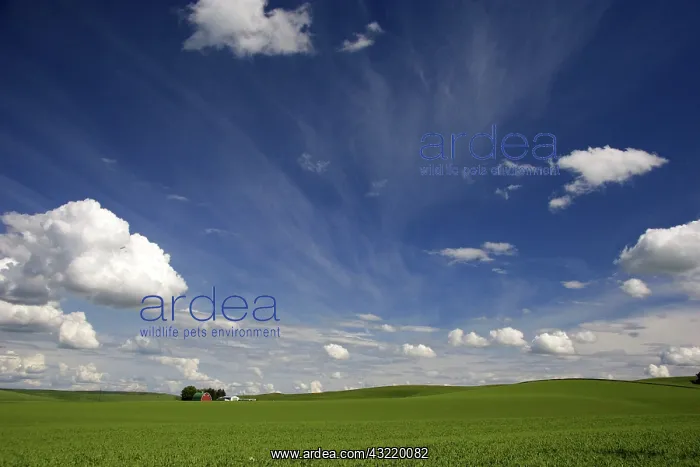 : Washington Pea Farm : Washington Pea Farm