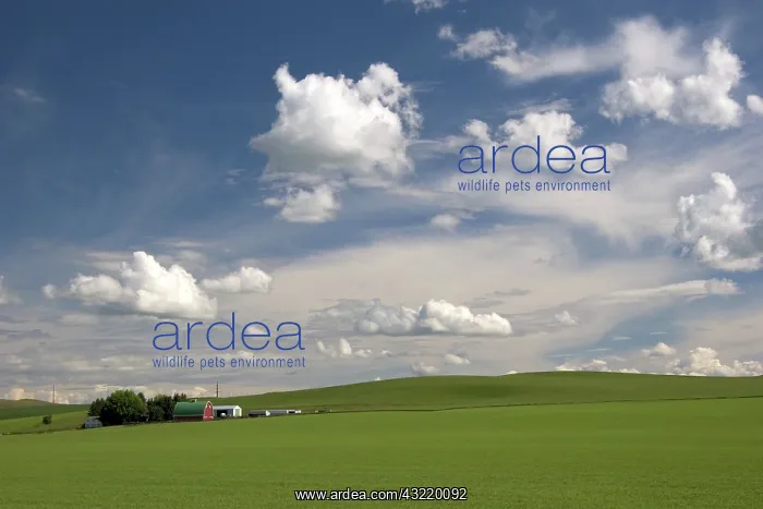 : Washington Pea Farm : Washington Pea Farm