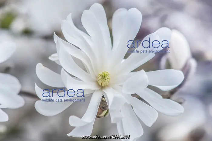 : Washington State, Bellevue. Star Magnolia : Washington State, Bellevue. Star Magnolia