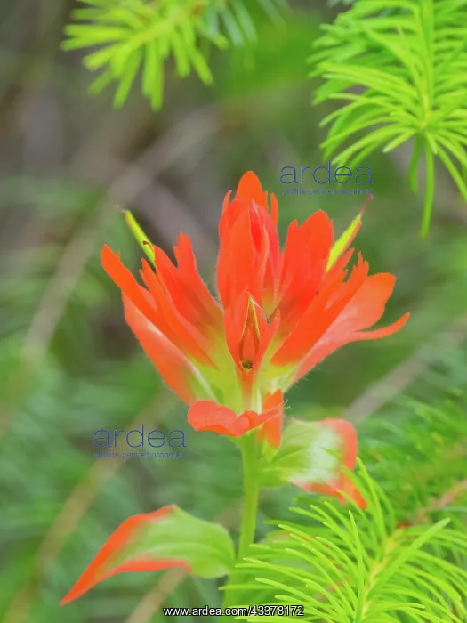 : Washington State, Central Cascades, Magenta Paintbrush : Washington State, Central Cascades, Magenta Paintbrush