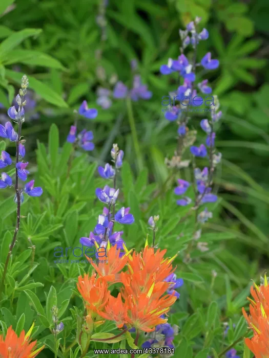 : Washington State, Central Cascades, Hairy Paintbrush : Washington State, Central Cascades, Hairy Paintbrush