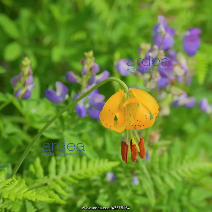 : Washington State, Central Cascades, Columbia Tiger : Washington State, Central Cascades, Columbia Tiger