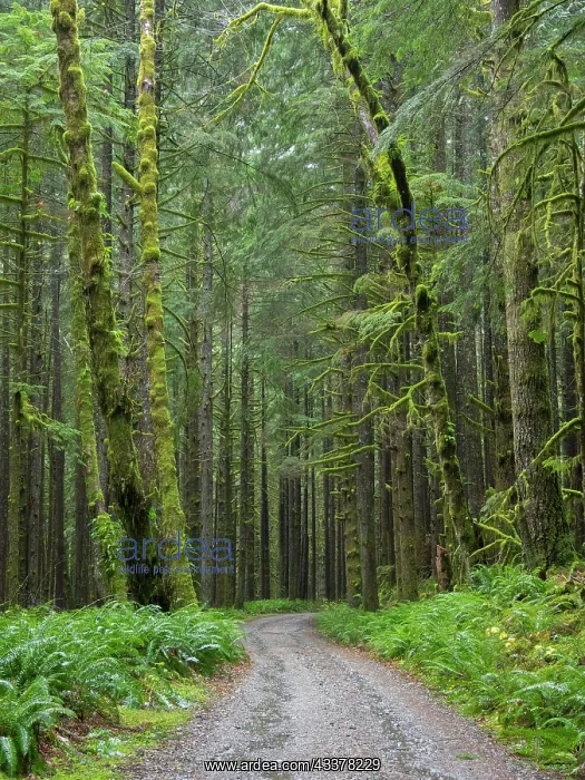 : Washington State, Central Cascades, Forest Road : Washington State, Central Cascades, Forest Road