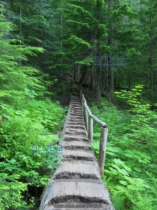 : Washington State, Central Cascades, Old Fir tree : Washington State, Central Cascades, Old Fir tree