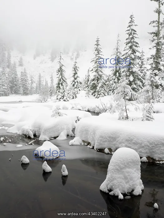 : Washington State, Central Cascades. Winter scene : Washington State, Central Cascades. Winter scene