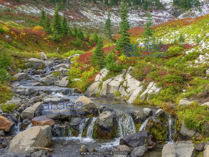 : Washington State, Mount Rainier National Park. Edith : Washington State, Mount Rainier National Park. Edith
