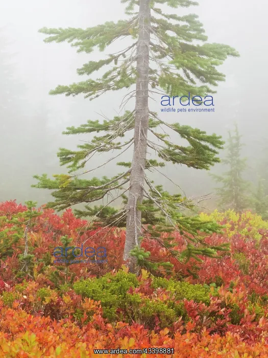 : Washington State, Mount Rainier National Park. Vivid : Washington State, Mount Rainier National Park. Vivid