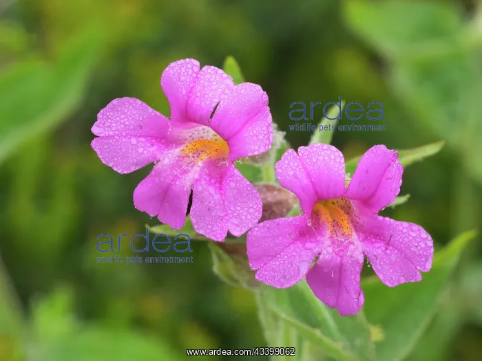 : Washington State, Mount Rainier National Park. Close-up