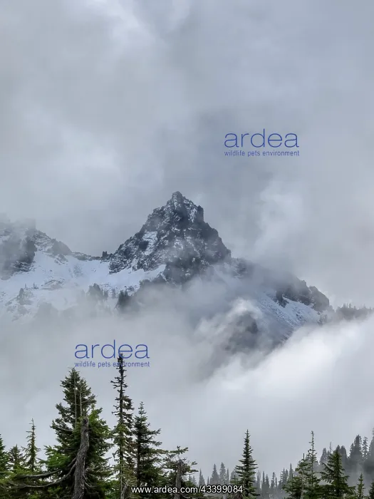 : Washington State, Mount Rainier National Park. Tatoosh : Washington State, Mount Rainier National Park. Tatoosh