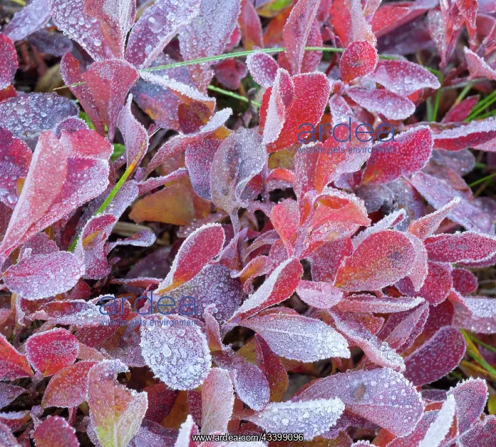 : Washington State, Mount Rainier National Park. huckleberry : Washington State, Mount Rainier National Park. huckleberry